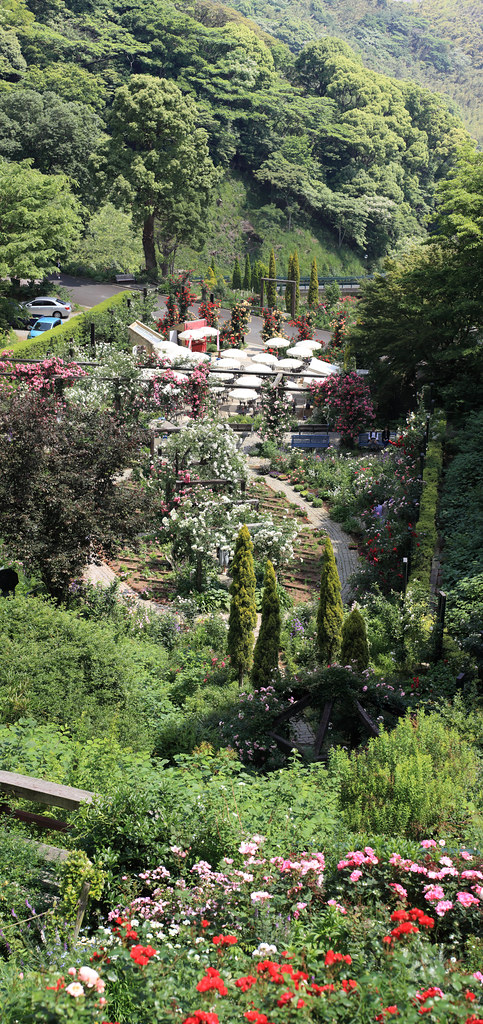 The Akao herb and rose garden hillside above Sagami Bay
