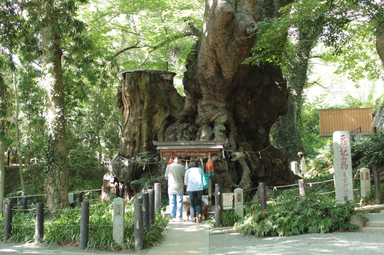 The giant sacred camphor tree at Kinomiya Shrine
