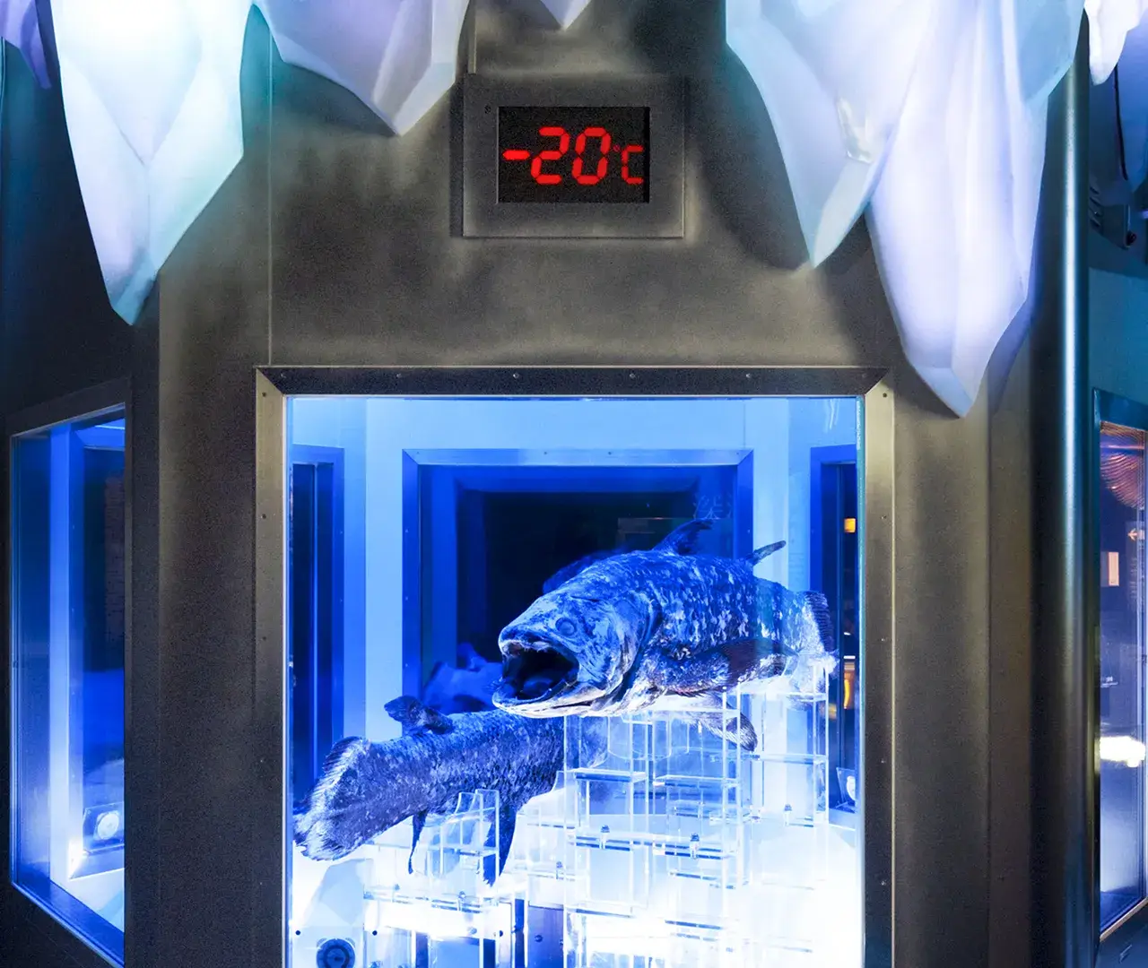 A frozen coelacanth at the deep-sea aquarium