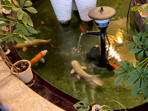 The koi pond set into the floor at Denen