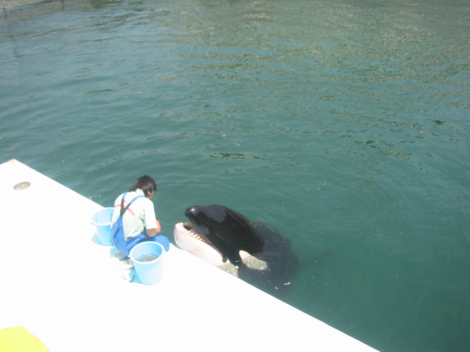 The marine-mammal tank at Izu Mito Sea Paradise