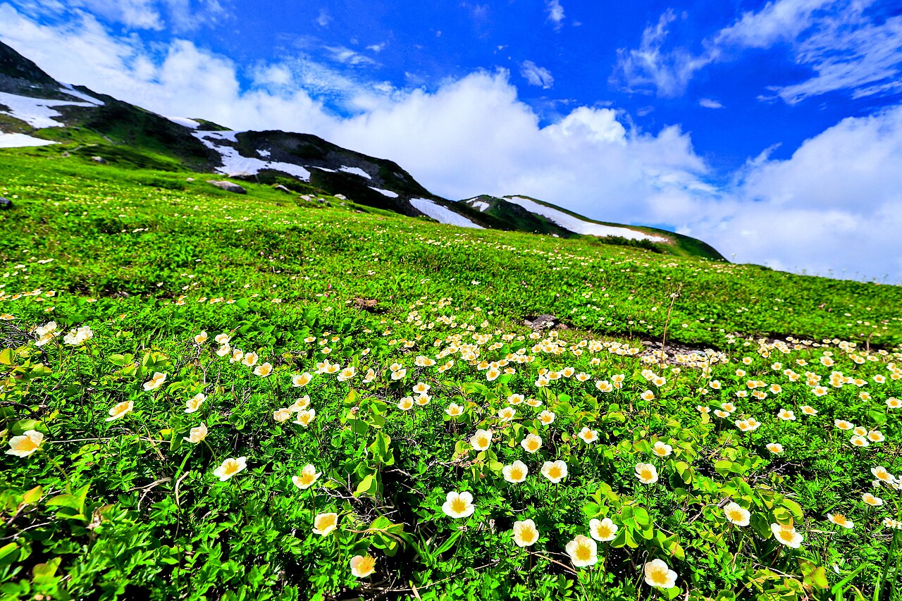Chinguruma alpine flowers blooming on the Murodo plateau in summer
