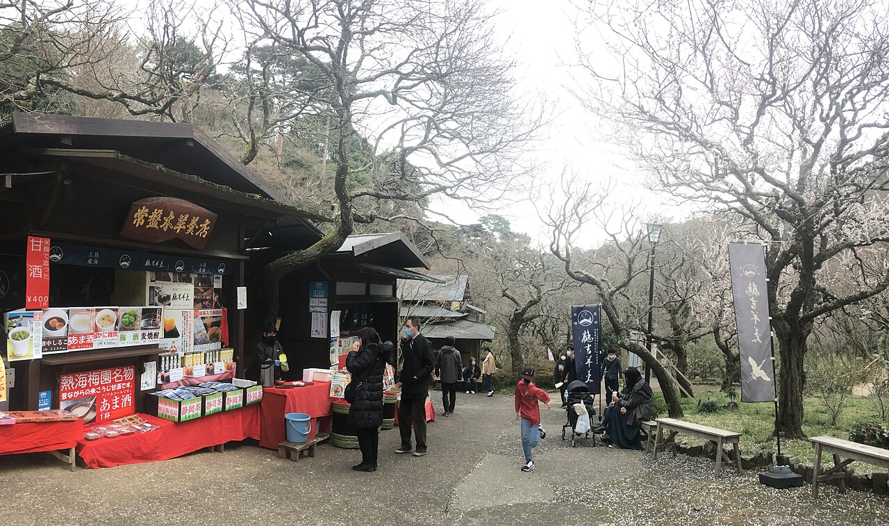 Blossoming plum trees across the Atami Plum Garden